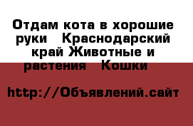 Отдам кота в хорошие руки - Краснодарский край Животные и растения » Кошки   